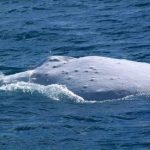 whales_210577_03.jpeg