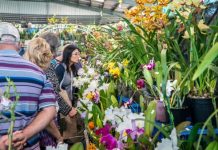 Home grown gardening event cancelled for 2020