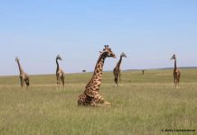 Noosa company named world’s best in safaris