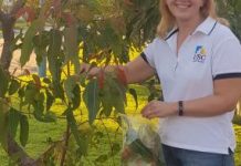 Local eucalypts could help koalas fight retrovirus