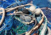 Popular fish species in sharp decline world wide