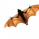 bats_211965_01.jpg