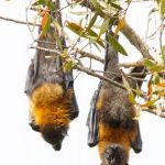 bats_211965_02.jpg