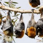 bats_211965_03.jpg