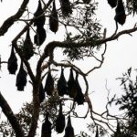 bats_211965_04.jpg