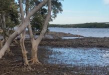 Fish numbers called for in fish project