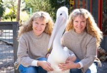 Twinnies call for help with flock