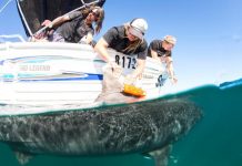 Tracking the tailbeats of a tiger shark