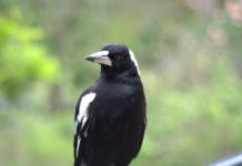 Magpie swooping season has begun