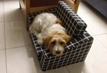 Beloved pet killed after dog attack in Tewantin