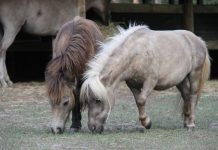Charity harnessing horses’ healing power