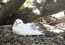 Oldest Red-tailed Tropicbird found on reef island