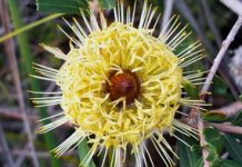 Walk on the Wildflower Side