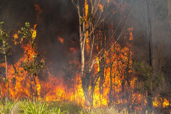 Noosa leads the way on high tech bushfire control | Noosa Today