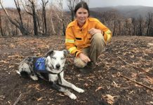 Rescue dog stars at koala talk
