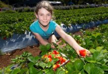 No shows for show goers