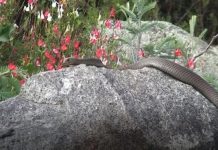 USC study finds skinks are protective parents