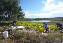Community groups partner to tackle Noosa River shorebird habitat