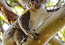 Celebrate Koala Month while raising funds