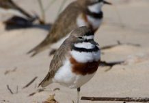 Shorebirds an indicator of ecosystem health