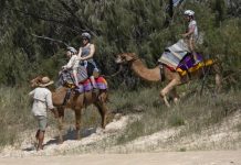 Hang out with a camel