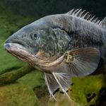 cod_216706_01.jpg