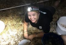 Poisoned by plastics? Turtle study seeks answers