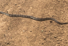 Rare tiger snake sighted thanks to Environment Levy