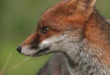 Coastal fox control program set to finish strong 2020