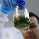algae_218662_01.jpg
