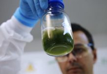 Investment boosts pioneering algae producers