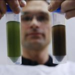 algae_218662_02.jpg
