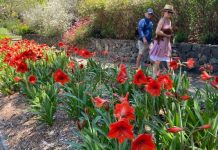 Celebrate spring at Noosa Botanic Gardens