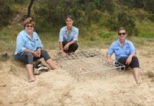 Eye-spy a turtle nest