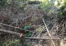 Big penalties for illegal tree clearing