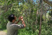 Help track flying foxes as they arrive on the Coast