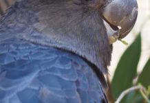 Aged care wins out over glossy black trees