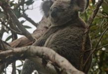 Koala sighted in Noosa National Park