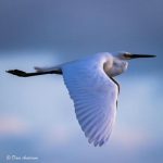 wildlife_220709_01.jpg