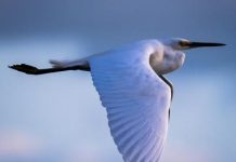 Visual stories of nature