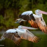 wildlife_220709_05.jpg