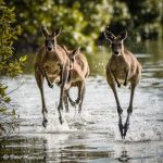 wildlife_220709_06.jpg