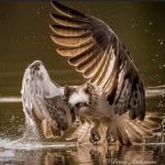 wildlife_220709_08.jpg