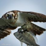 wildlife_220709_09.jpg