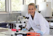 Study seeks to protect great hammerhead sharks