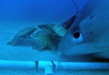 Who’s stealing the spanner crabs?