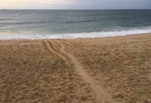 First turtle nest discovered for the 2020 season