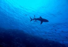 Shark-spotting drones boost summer beach safety