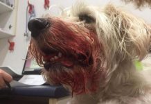 River walk proves costly and traumatic