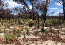 Tourists to return to Fraser Island following bushfire